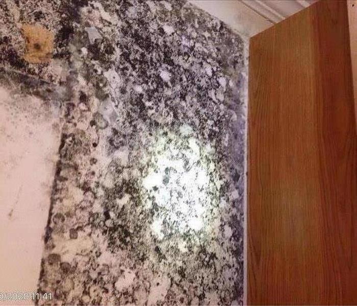 Mold due to long term water damage