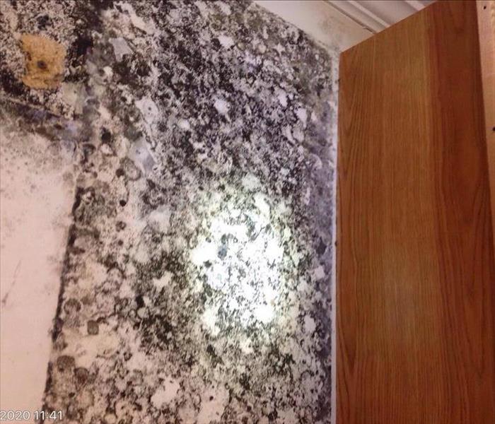 Water damage untreated causes mold